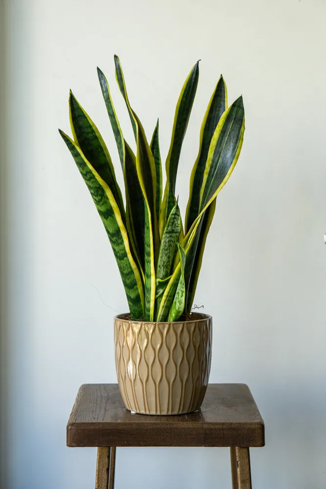 Sansevieria Laurentii