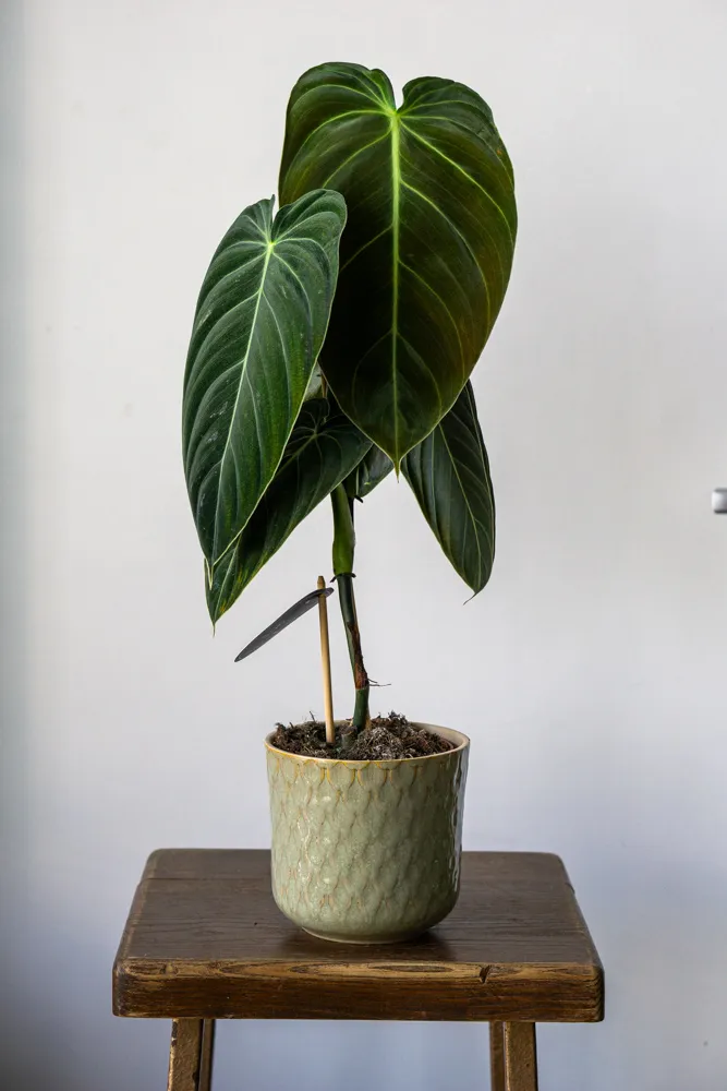 Philodendron Melanochrysum