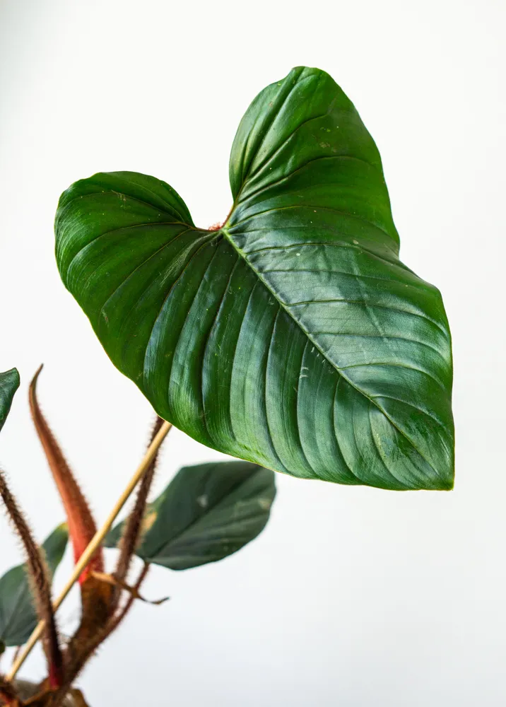 Philodendron Squamiferum x Serpens 👑