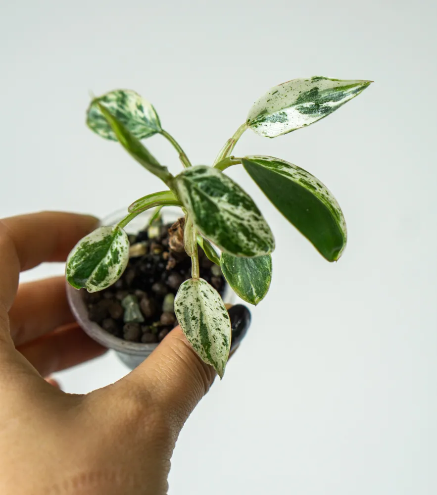 Baby Philodendron Emerald Ice UNICORN