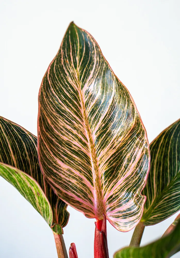 Philodendron Pink Bikini / Birkin