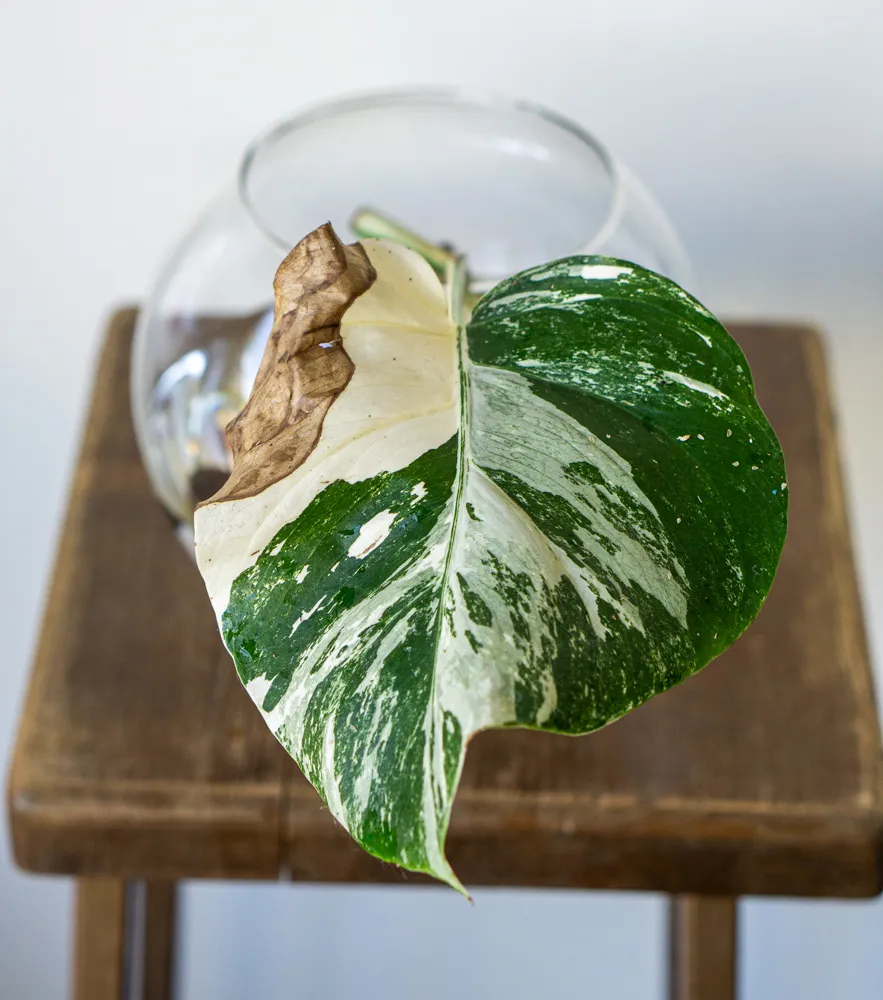 ADOPCIA: Monstera albo Meredith