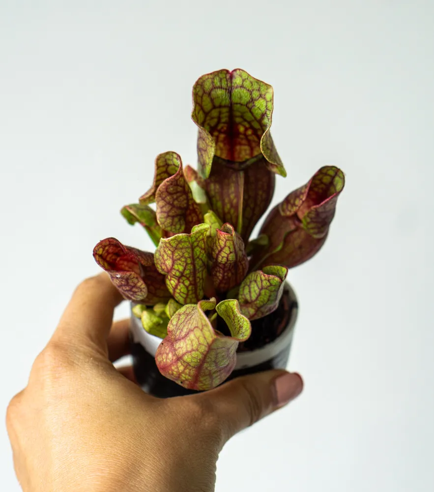 Sarracenia purpurea 'Purpurea Venosa' - mäsožravka