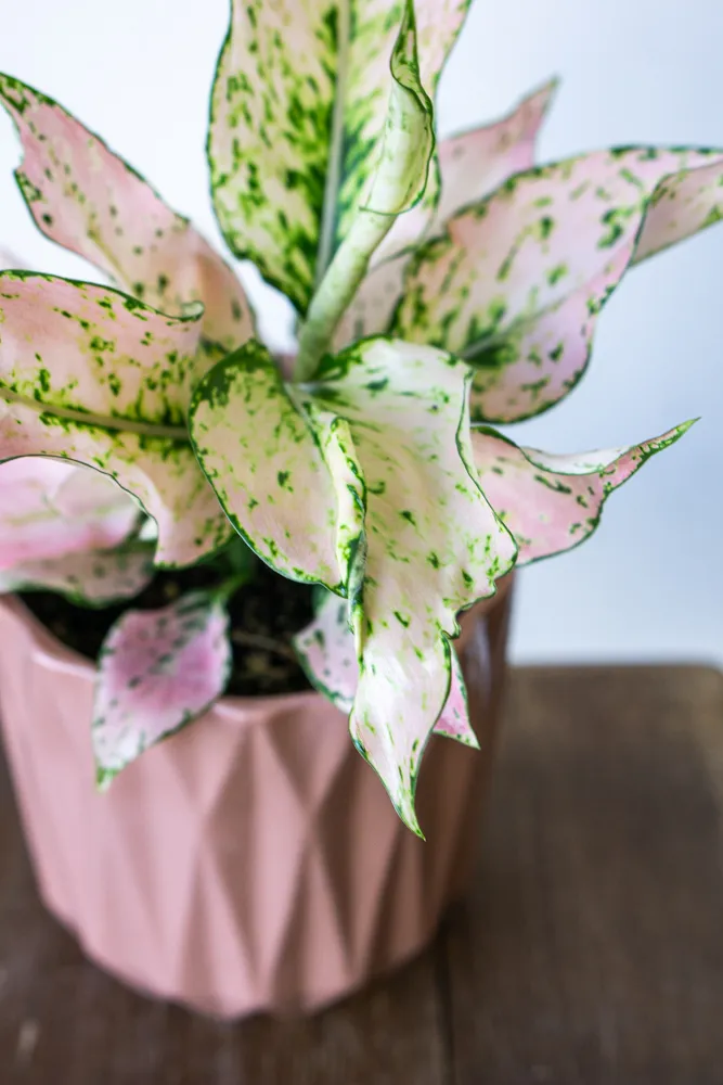 Aglaonema Rosy