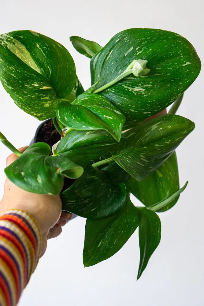 Scindapsus pictus ‘Rubicon’