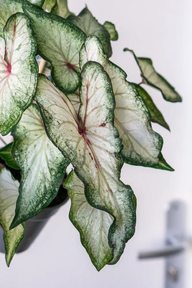 Caladium White Delight
