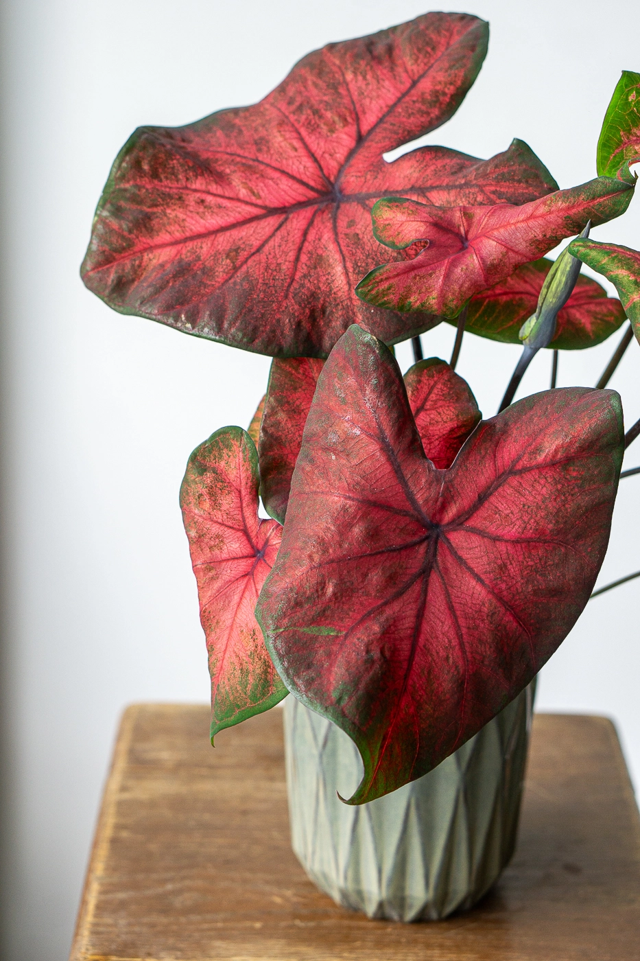 Caladium bicolor