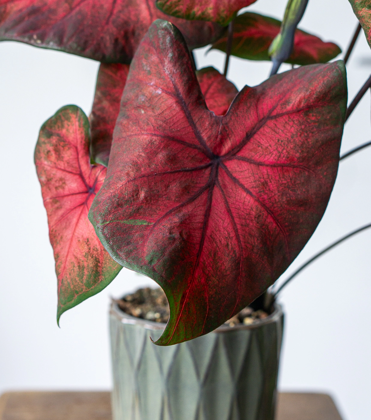 Caladium bicolor