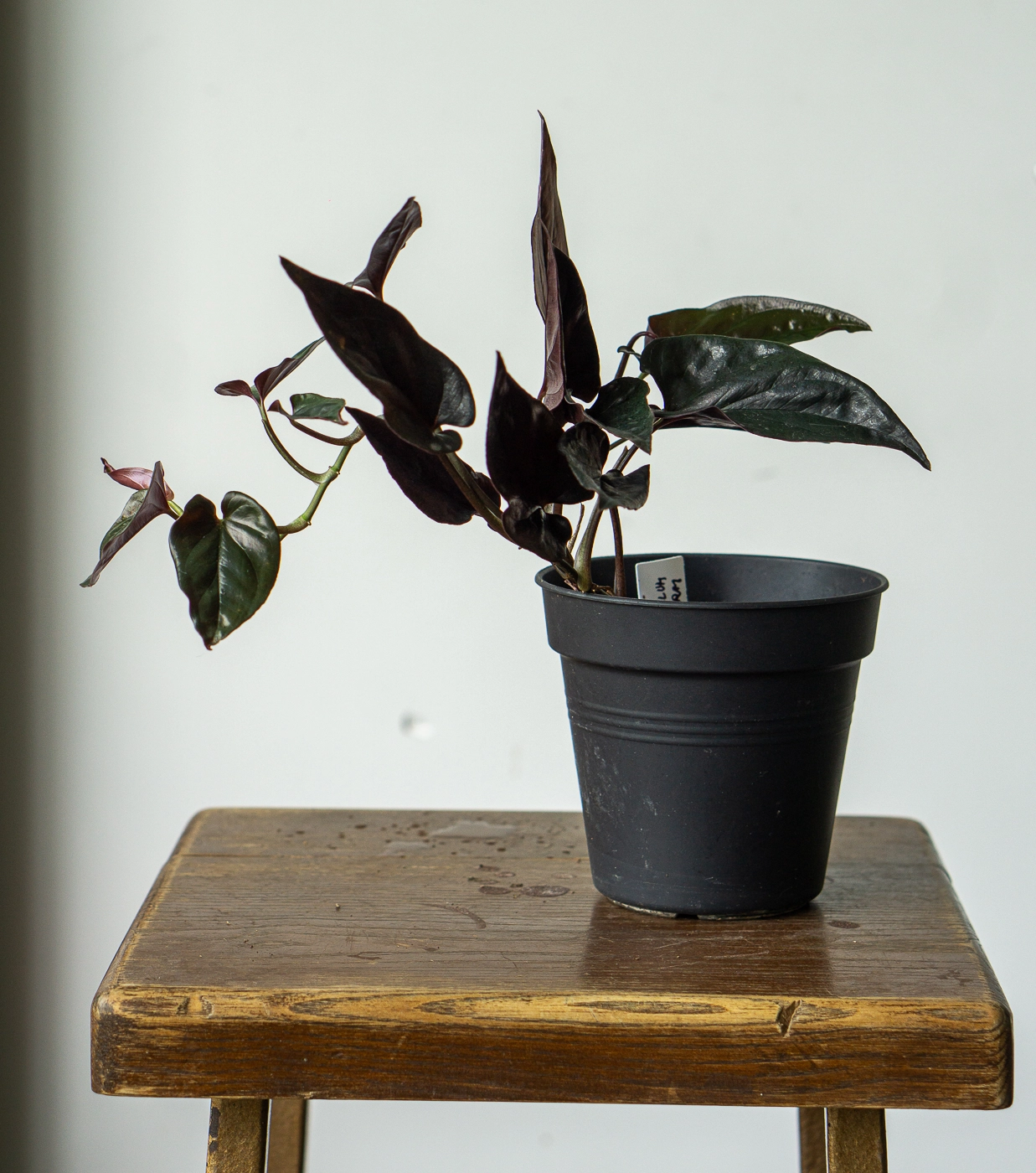 Syngonium Erythrophyllum