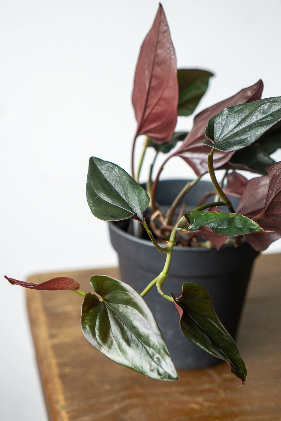Syngonium Erythrophyllum