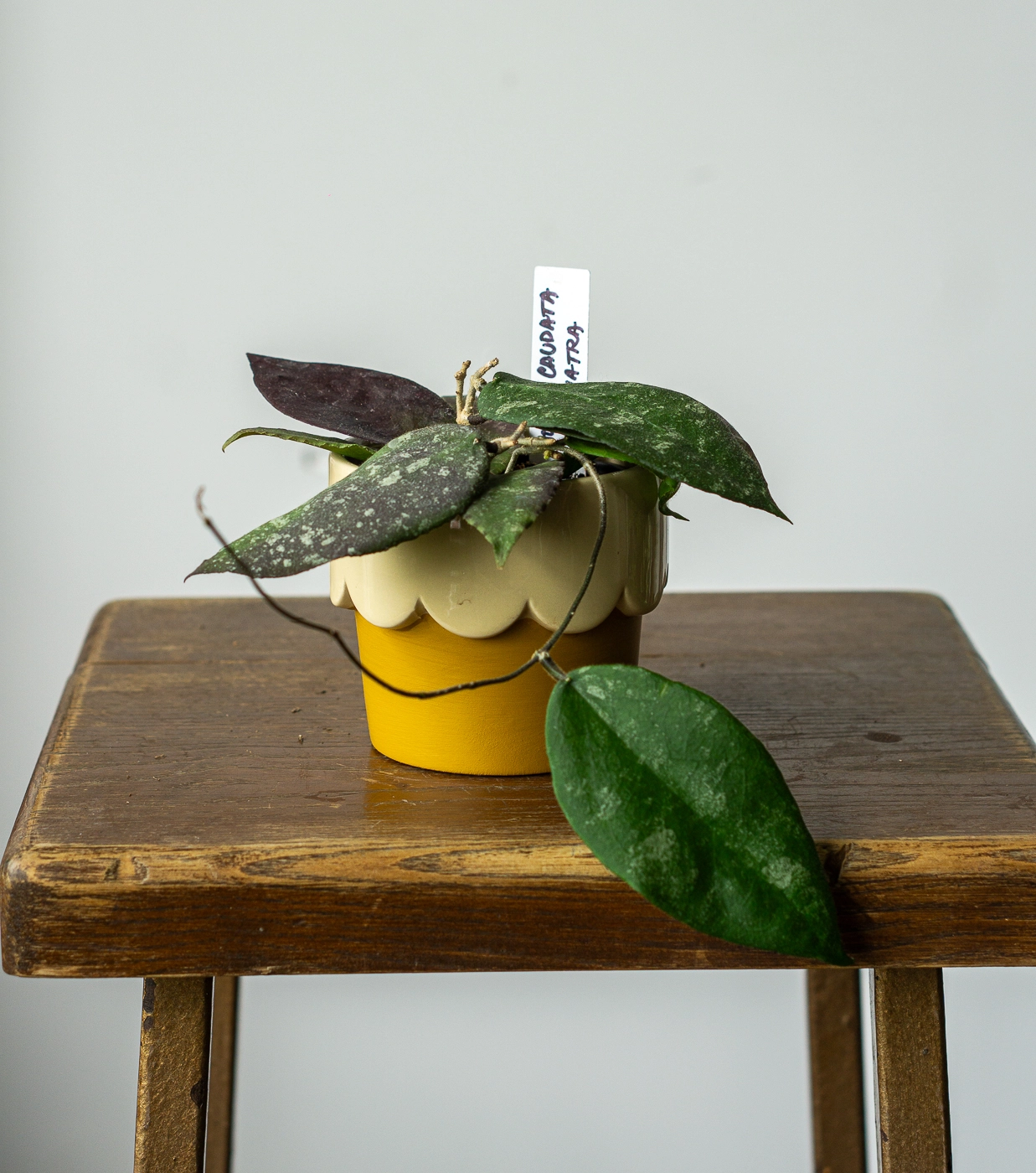 Hoya Caudata sumatra