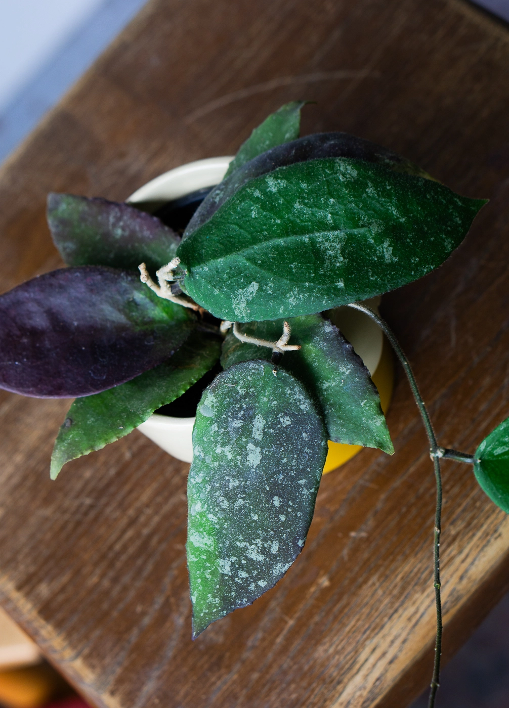Hoya Caudata sumatra