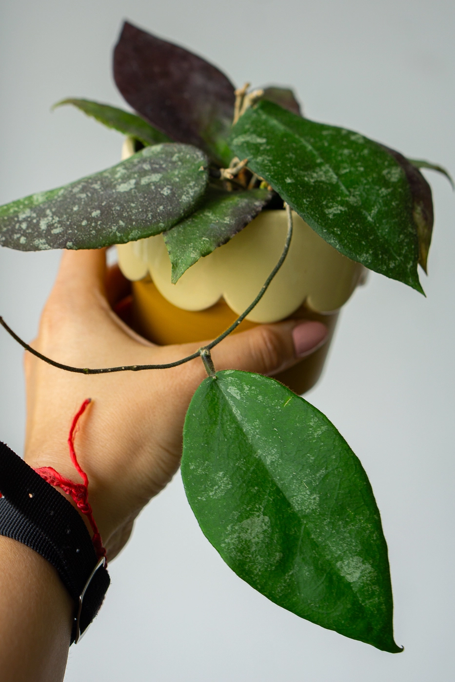 Hoya Caudata sumatra
