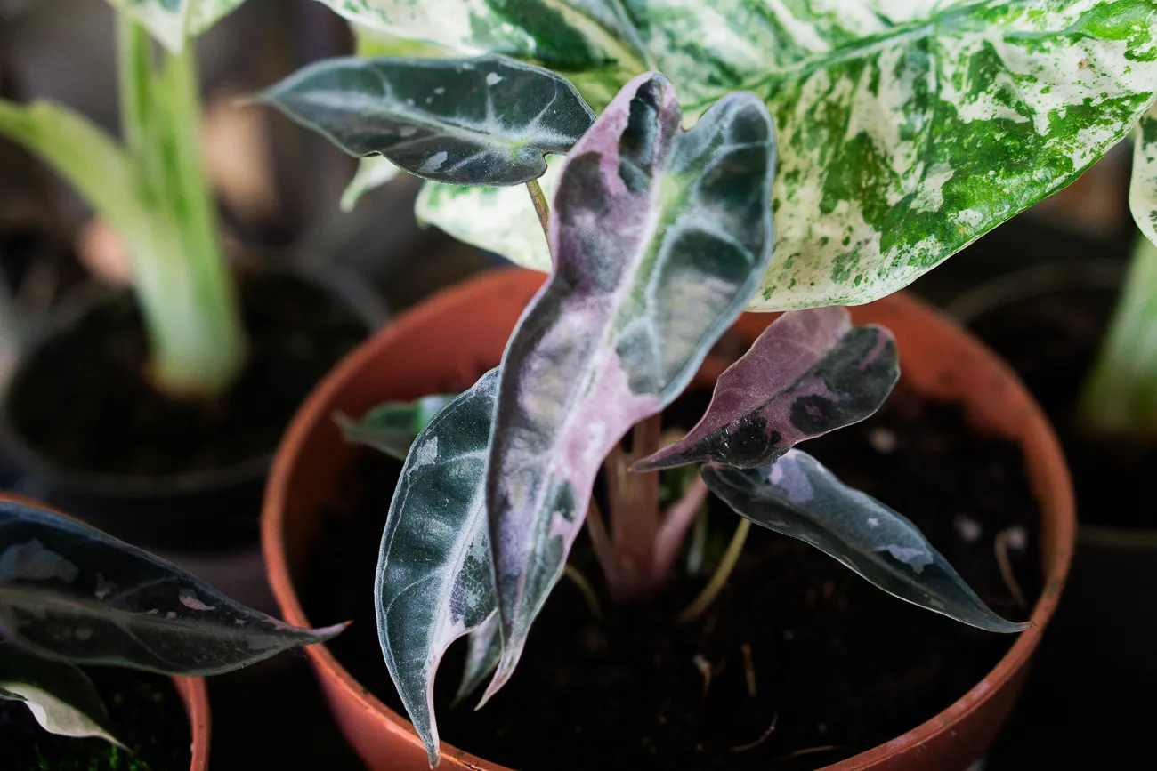 Baby Alocasia Bambino pink variegata (náhodný kúsok)