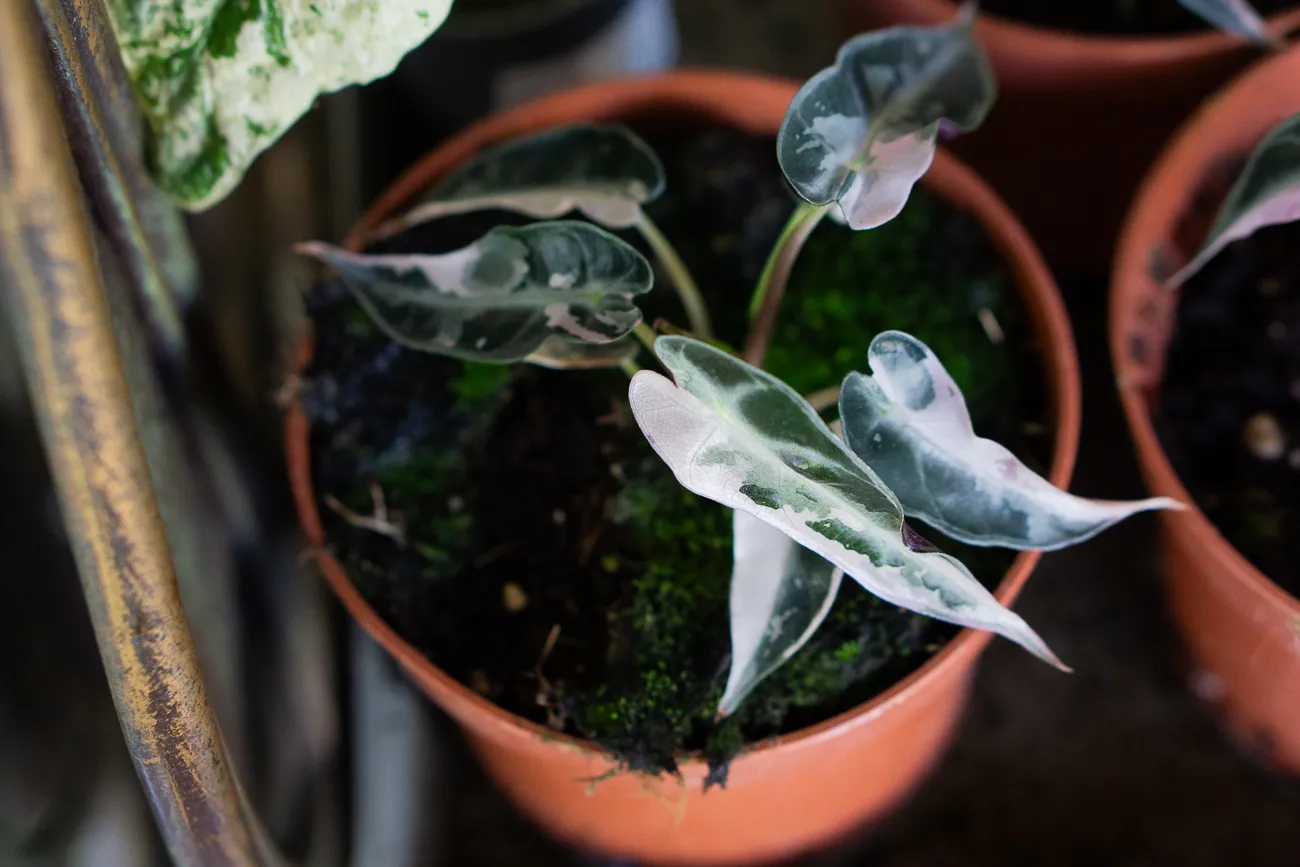 Baby Alocasia Bambino pink variegata (náhodný kúsok)