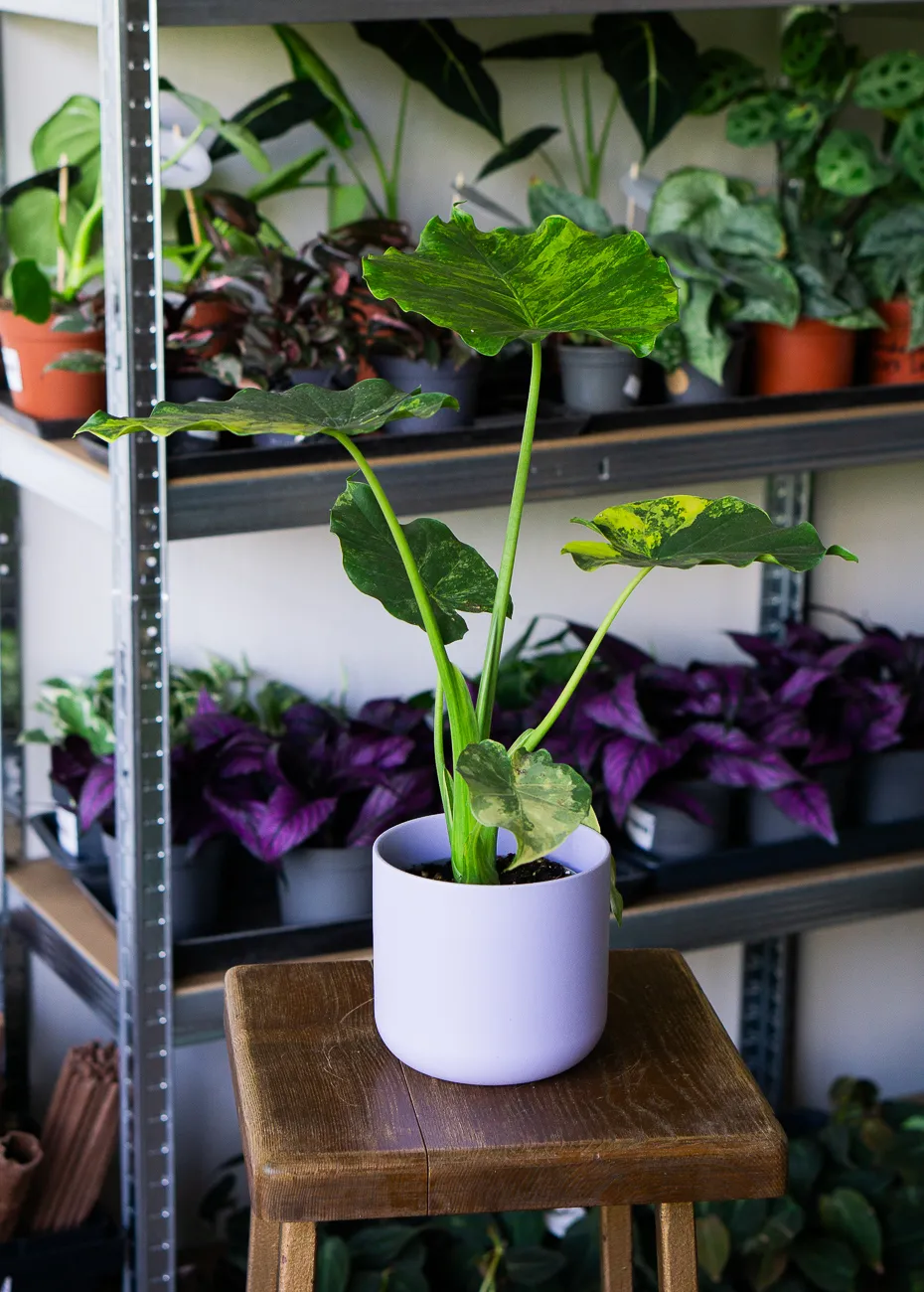 Baby Alocasia Gageana Aurea variegata