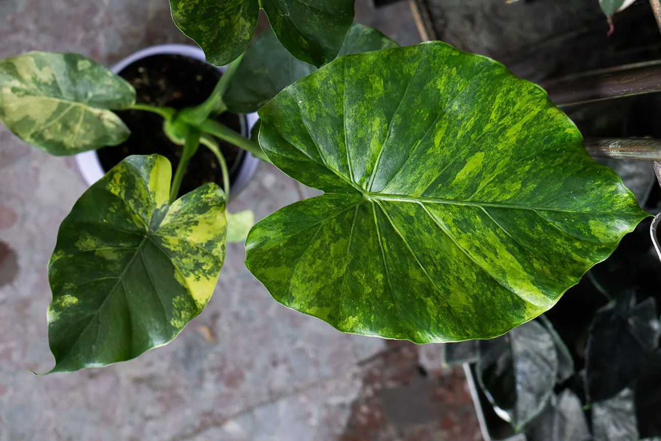 Baby Alocasia Gageana Aurea variegata