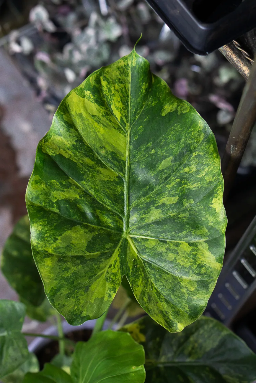 Baby Alocasia Gageana Aurea variegata