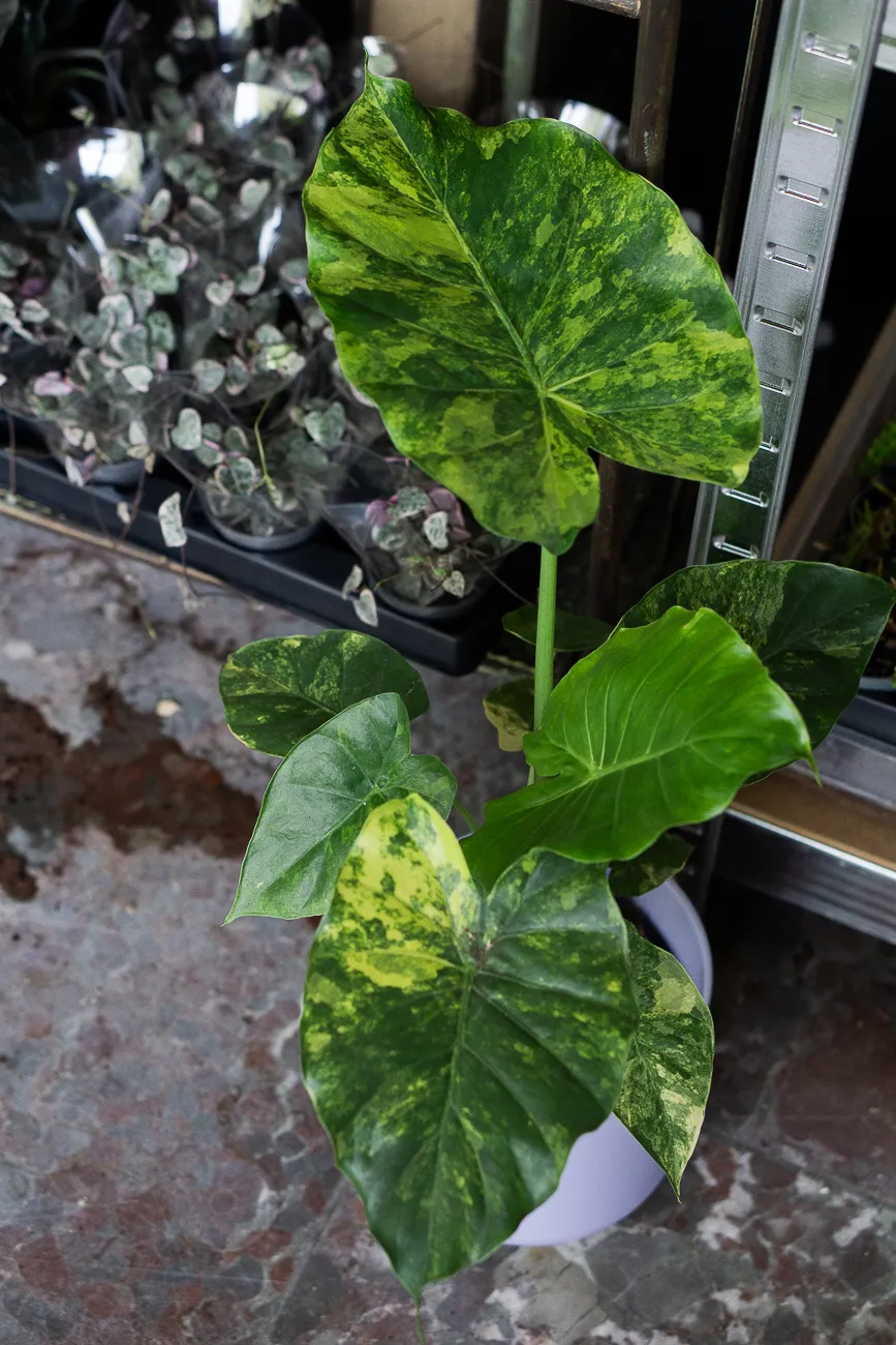 Baby Alocasia Gageana Aurea variegata