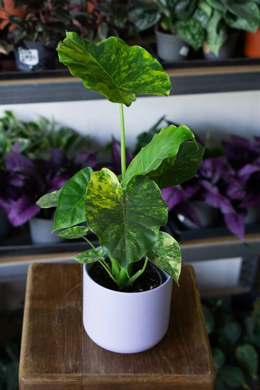 Baby Alocasia Gageana Aurea variegata