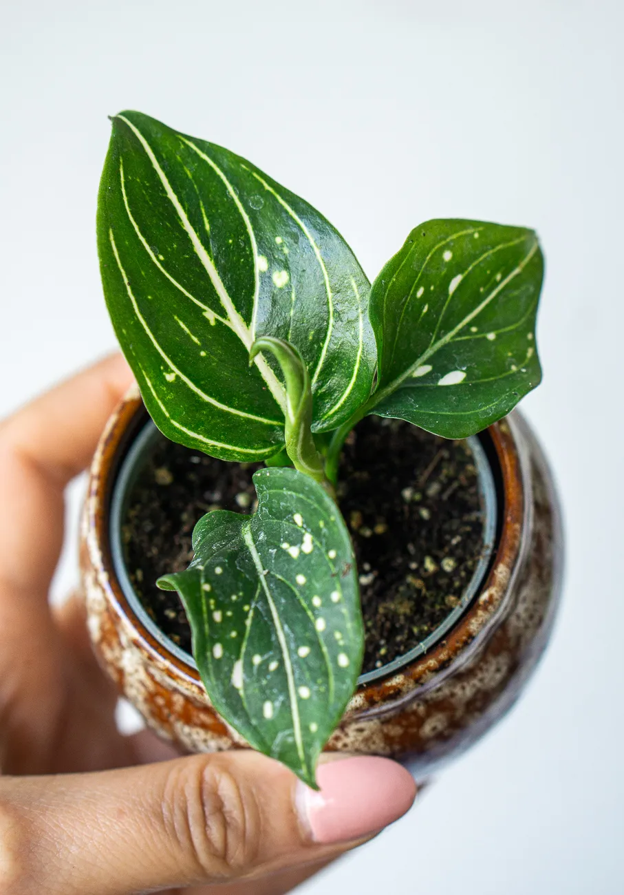 Baby Aglaonema Tom's Pride