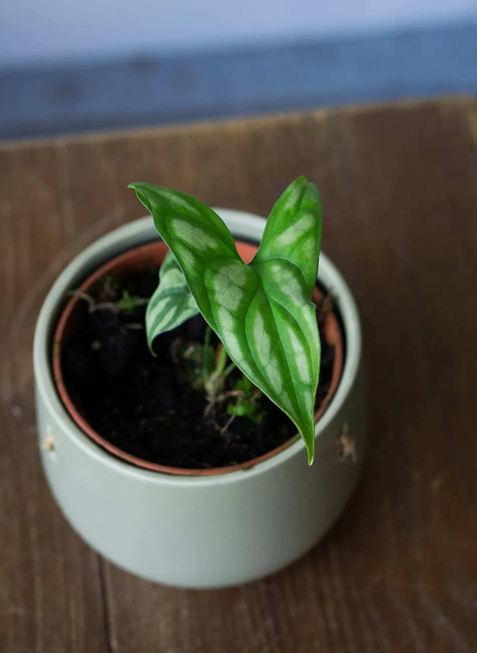 Cercestis Mirabilis