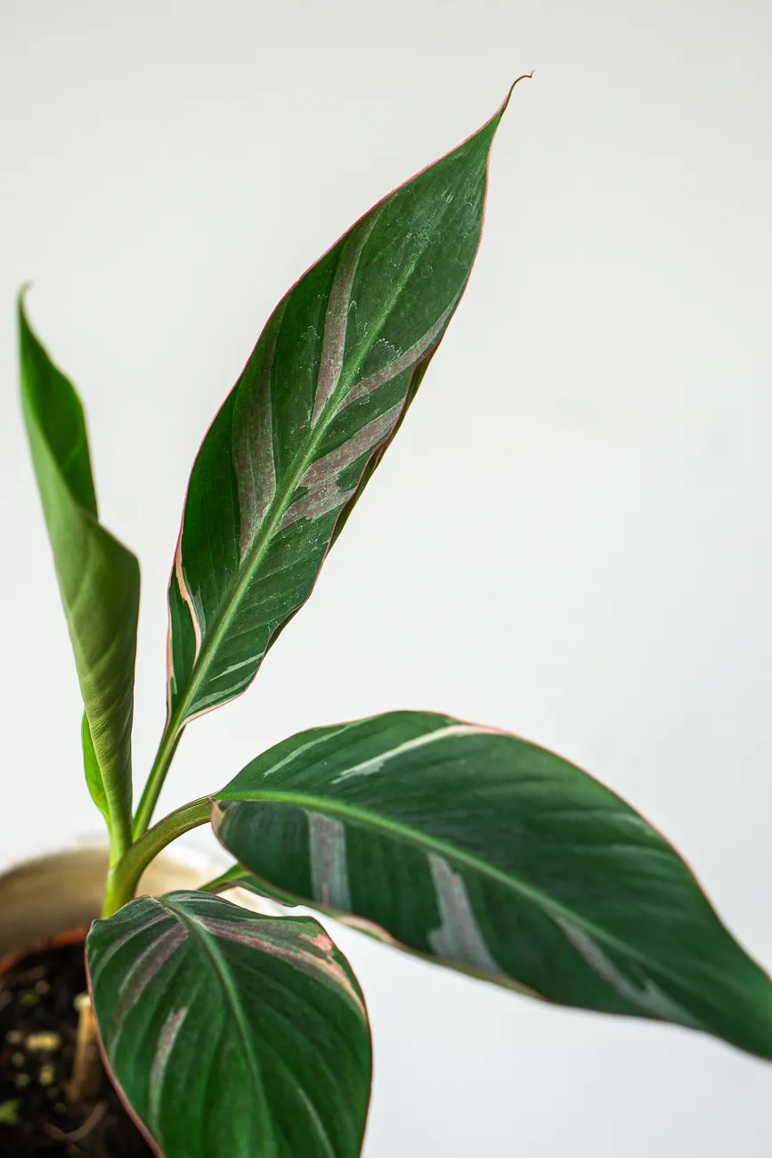 Musa Nono Pink Variegata - Ružový banánovník