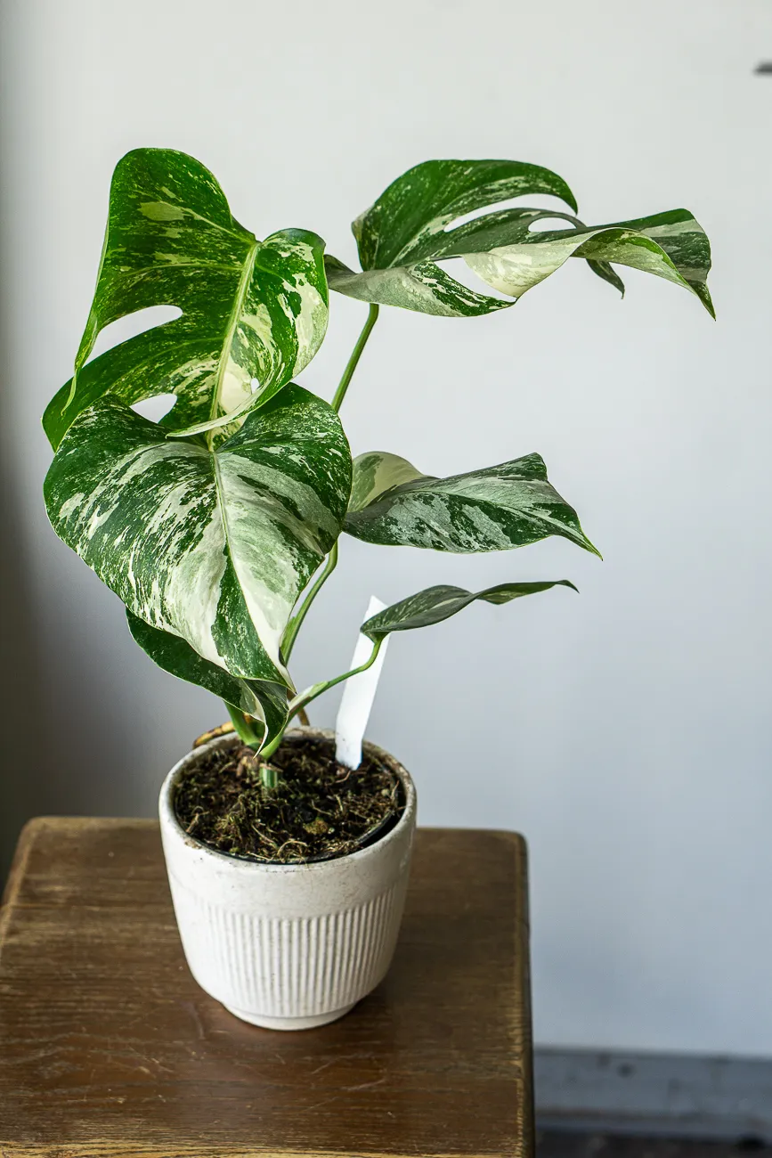 Monstera Deliciosa Albo variegata - Panašovaná Monstera