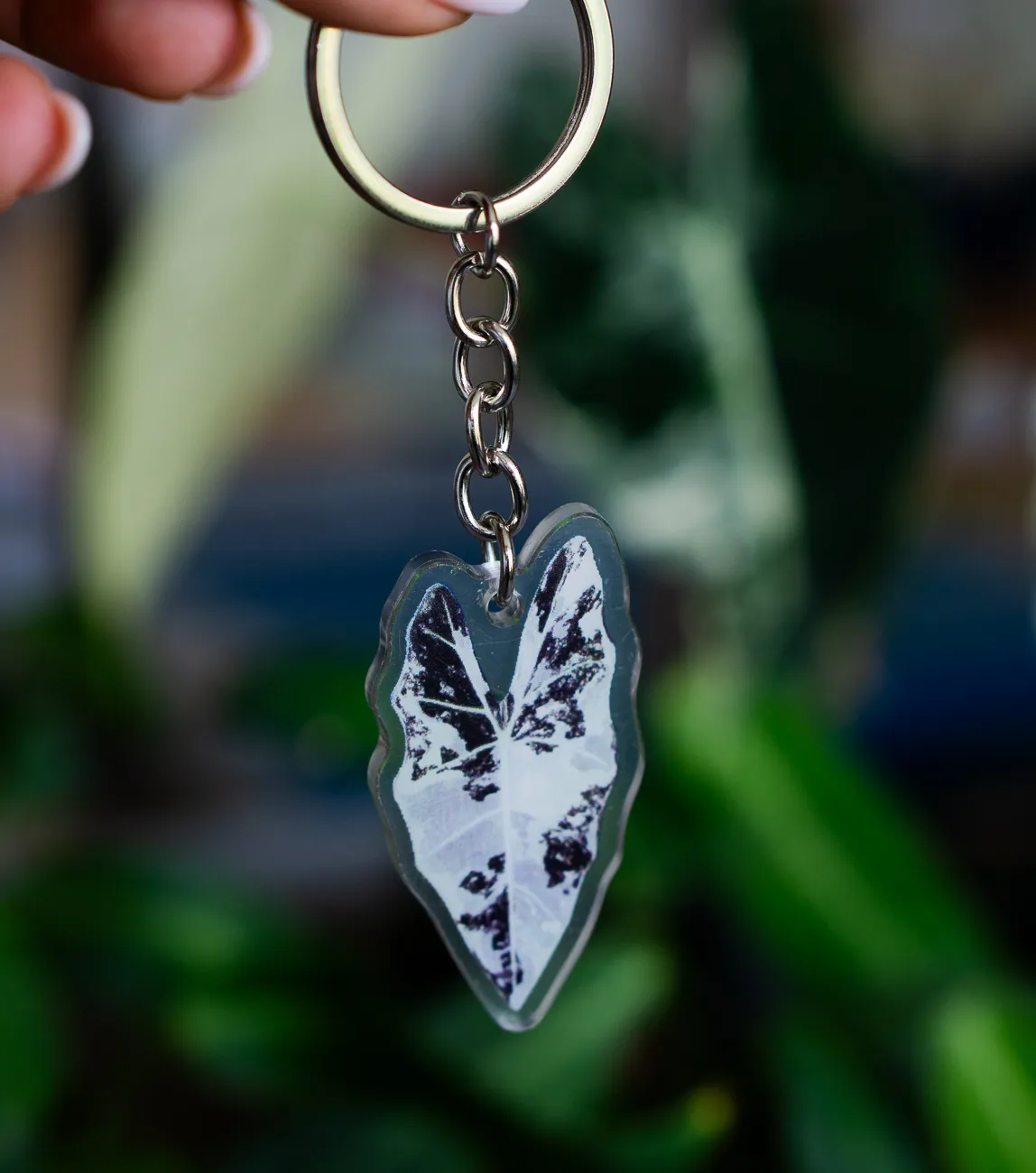 Kľúčenka Alocasia Frydek variegata