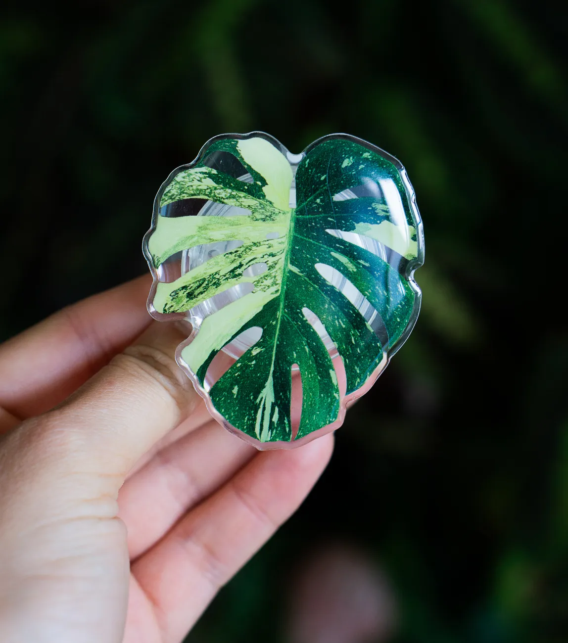 philodendron marble pink princess 4" Philodendron Pink Princess Marble at Jenisprouts