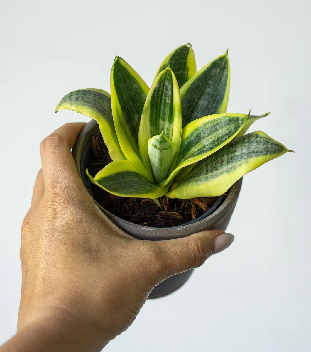 Sansevieria Hahnii Golden Sun
