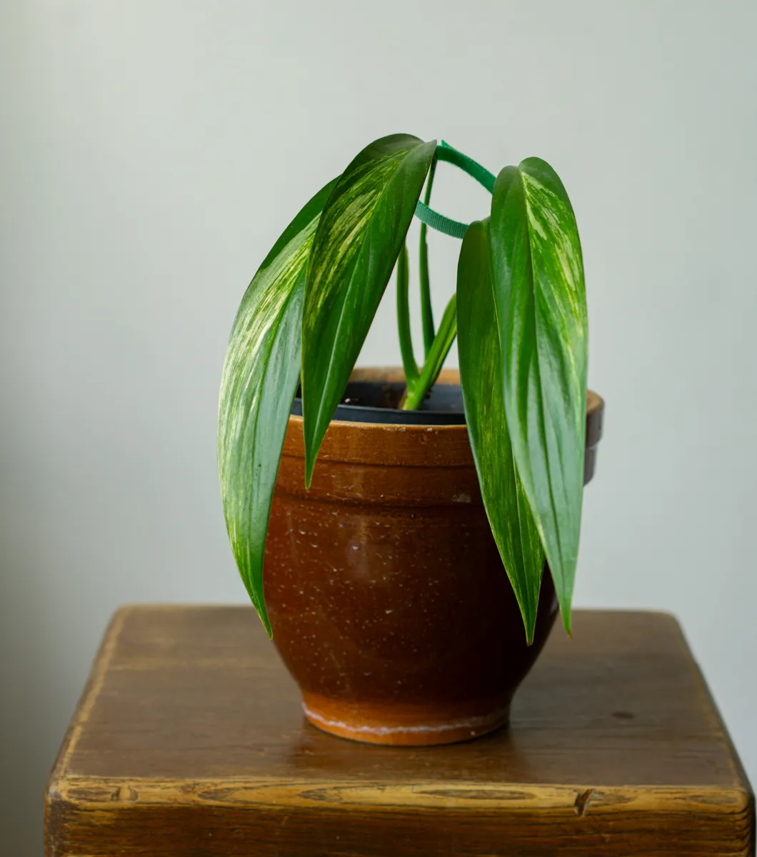 Epipremnum amplissimum Aurea variegata