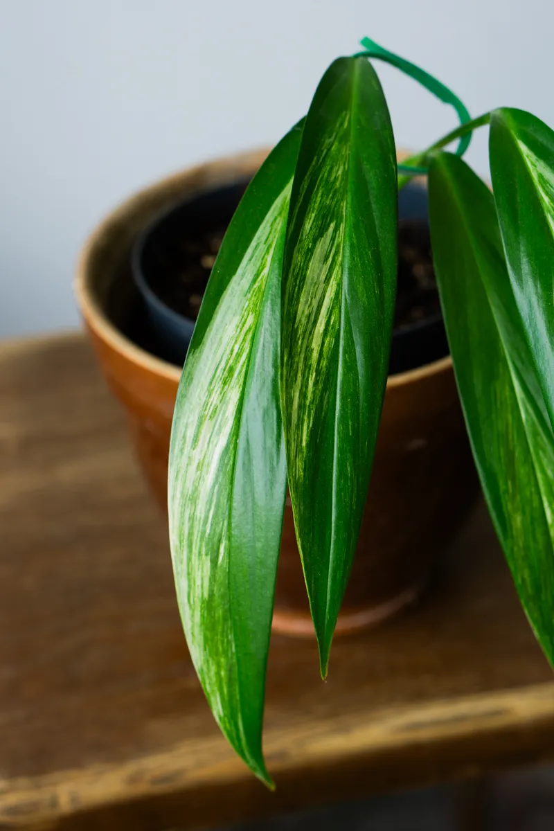 Epipremnum amplissimum Aurea variegata