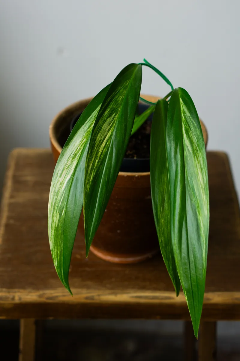 Epipremnum amplissimum Aurea variegata