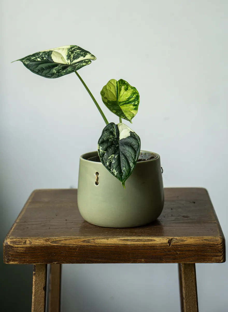 🐉 Alocasia Baginda Dragon Scale variegata