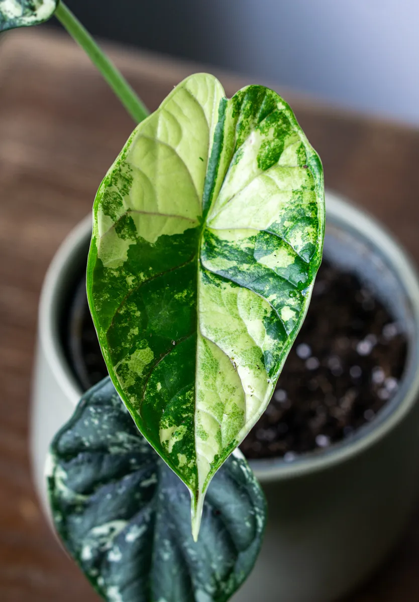 🐉 Alocasia Baginda Dragon Scale variegata