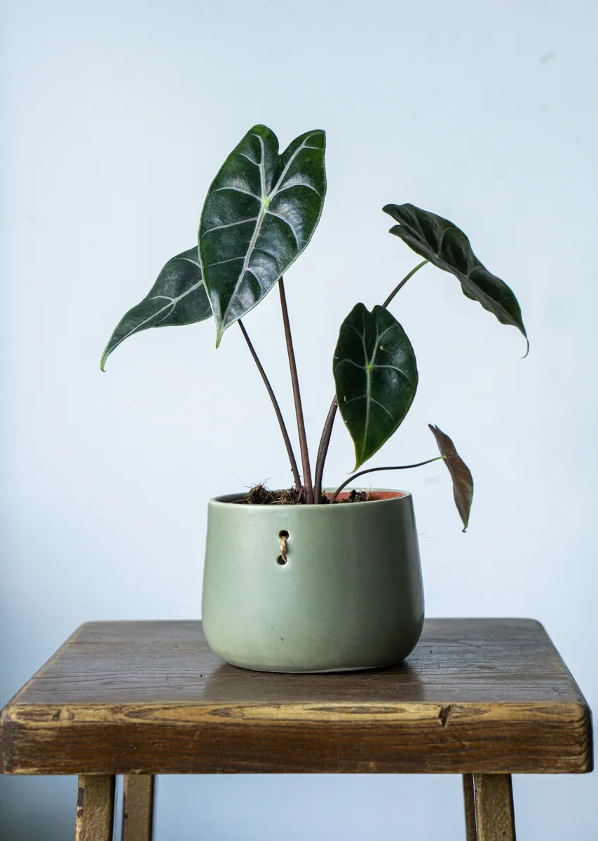 Alocasia longiloba Suhirmaniana Purple Vein (Zachráň ma)