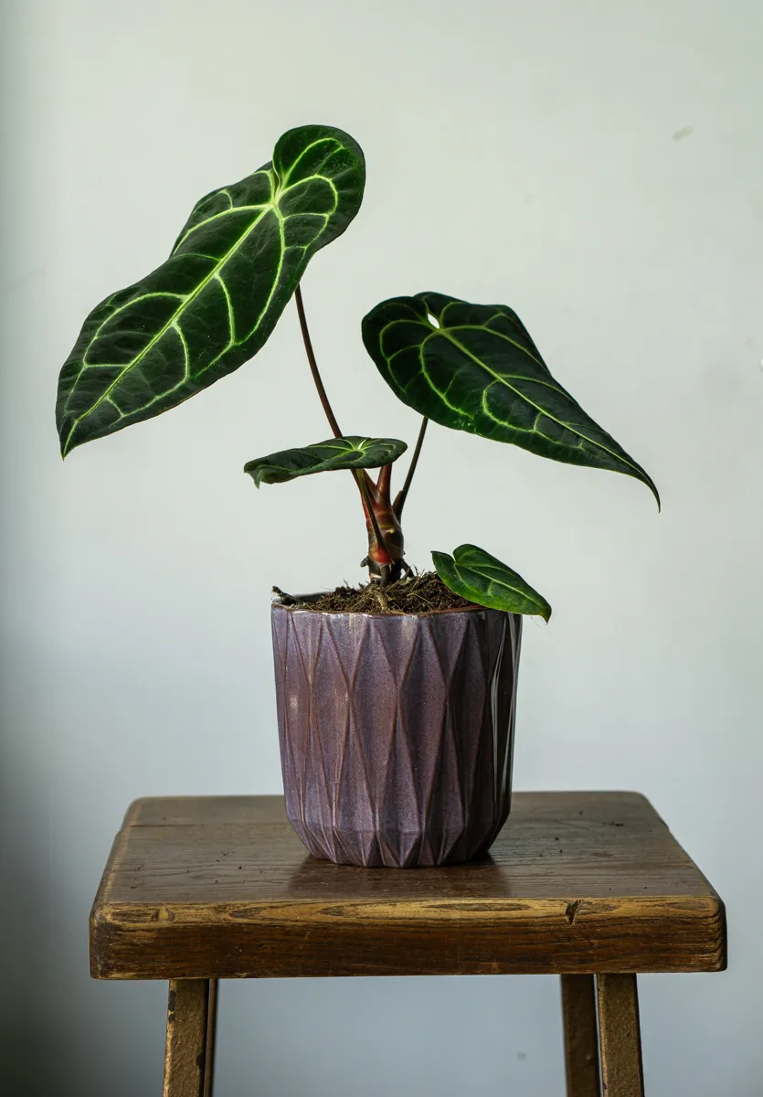 Anthurium Regale (Zachráň ma)