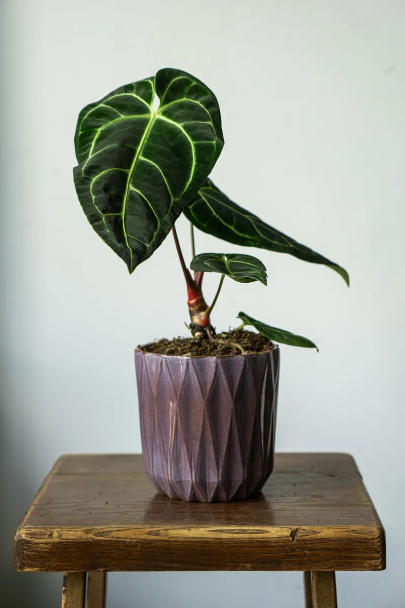 Anthurium Regale (Zachráň ma)