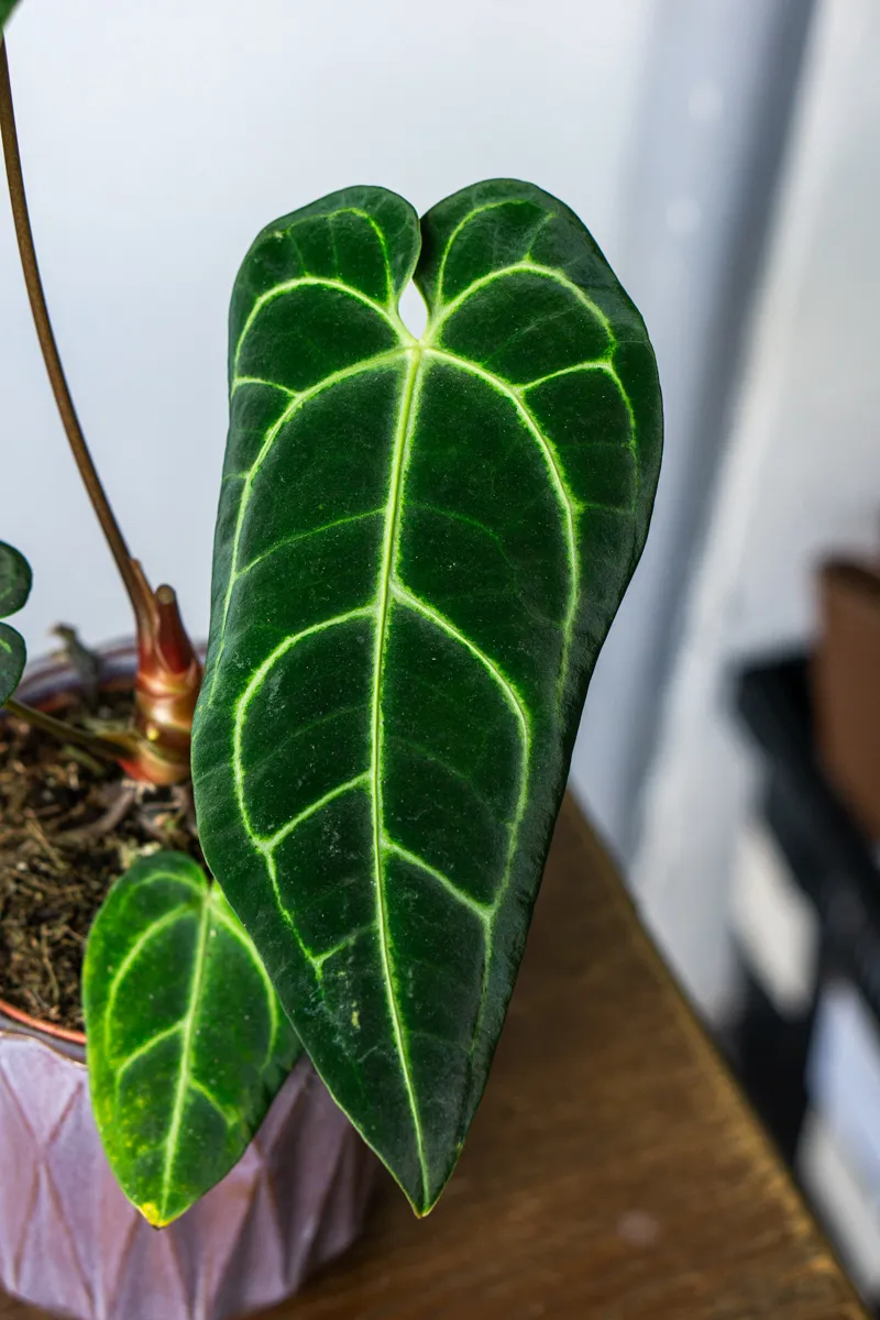 Anthurium Regale (Zachráň ma)