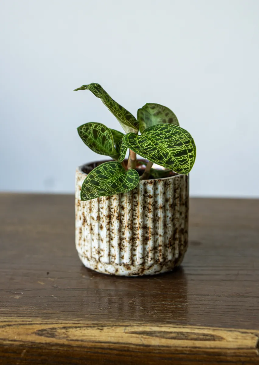 Macodes Petola - Jewel Orchid