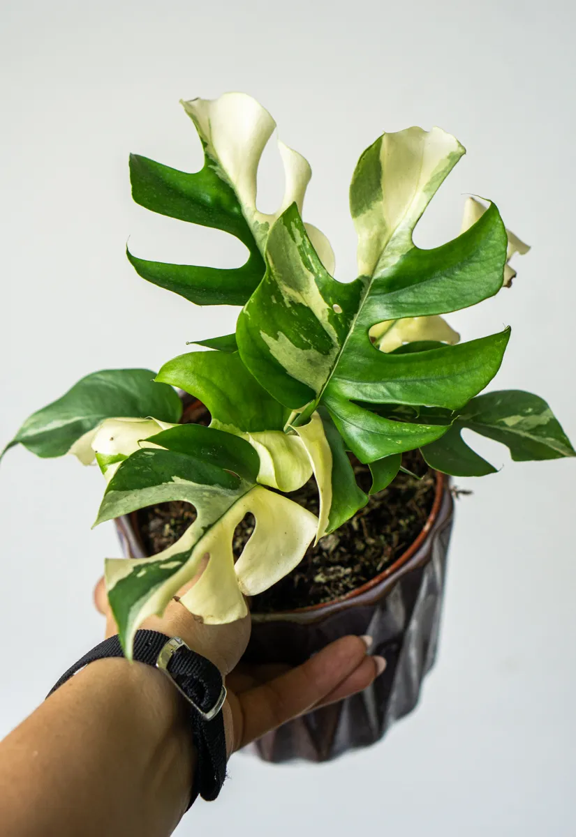 Rhaphidophora Tetrasperma variegata (Zachráň ma)