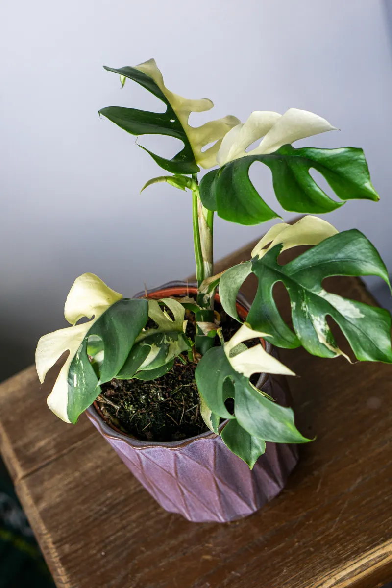 Rhaphidophora Tetrasperma variegata (Zachráň ma)