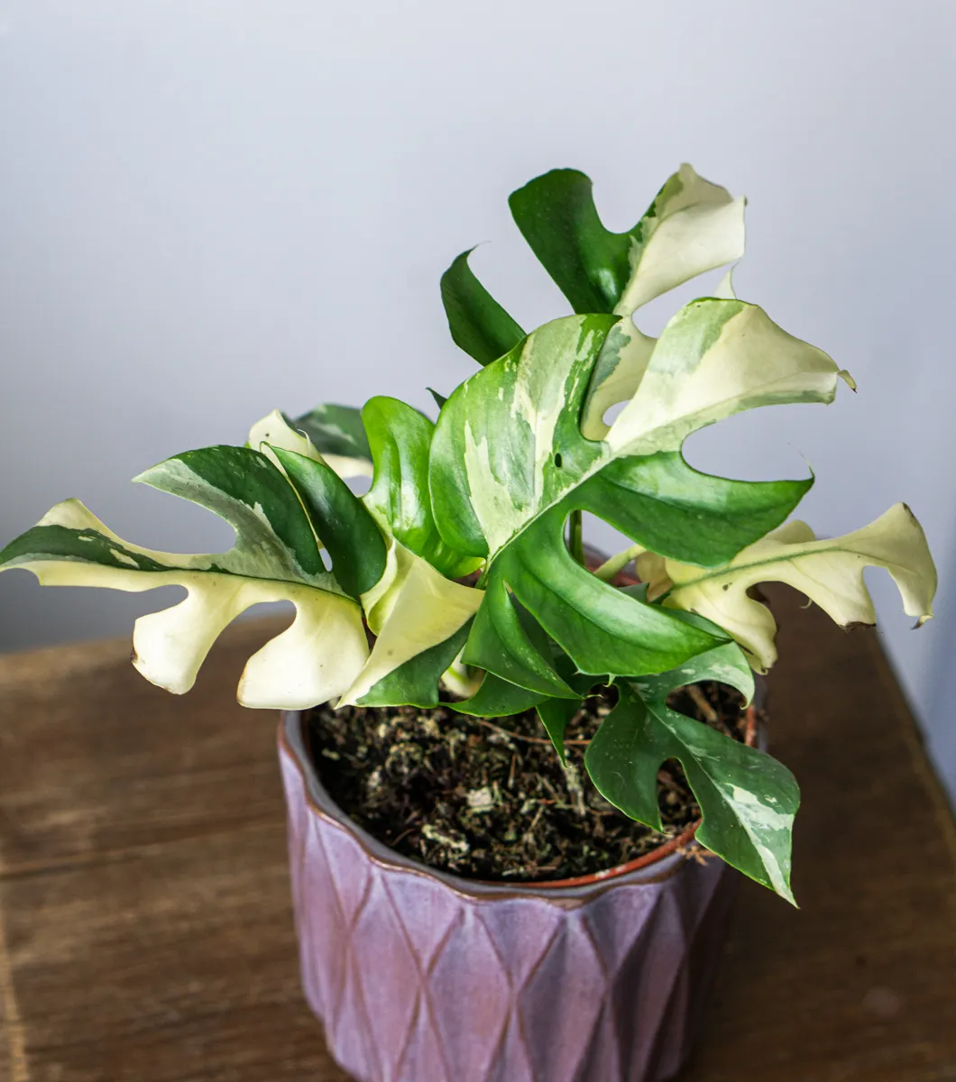 Rhaphidophora Tetrasperma variegata (Zachráň ma)