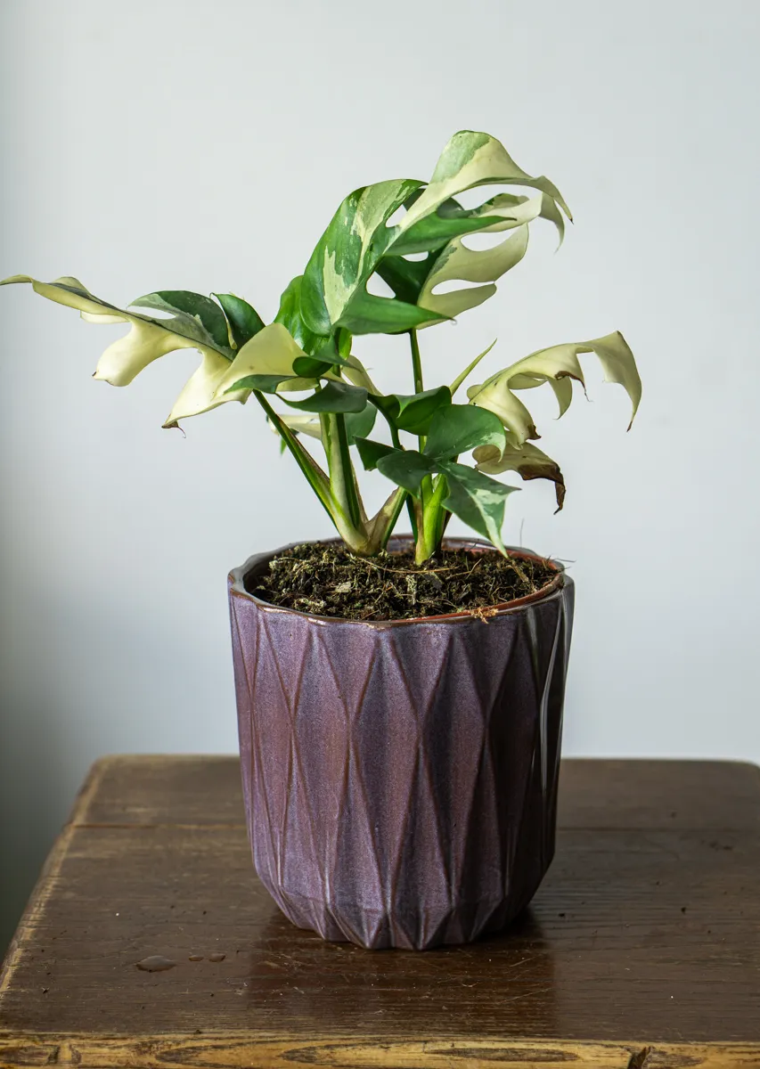 Rhaphidophora Tetrasperma variegata (Zachráň ma)