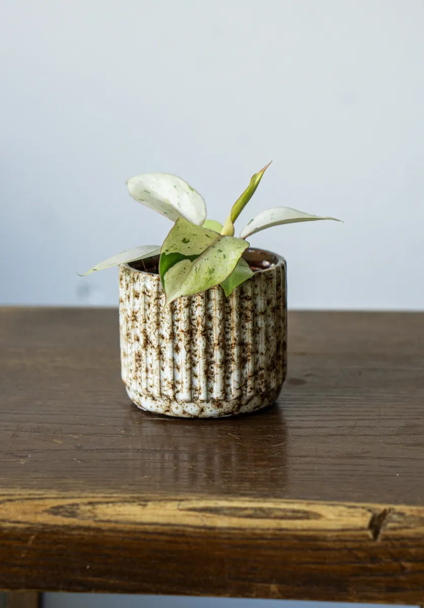 Baby Philodendron Snowdrift (super cena!)