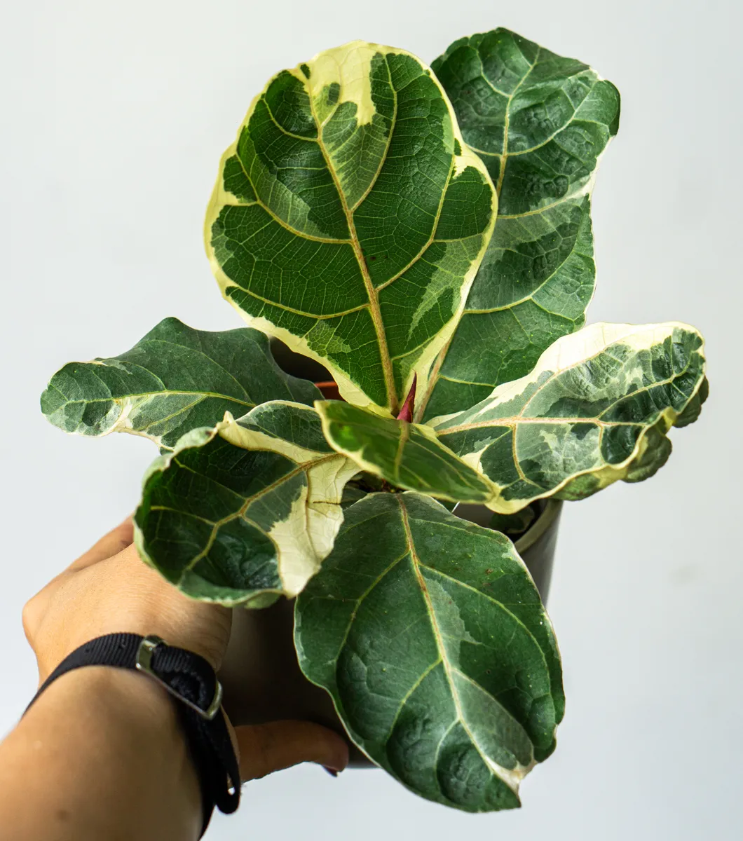 Ficus Lyrata variegata