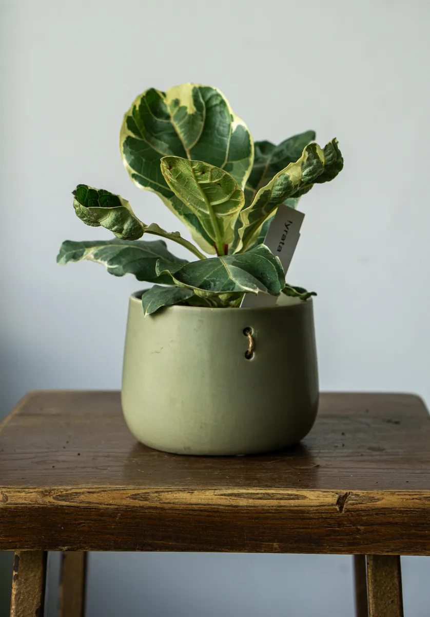 Ficus Lyrata variegata