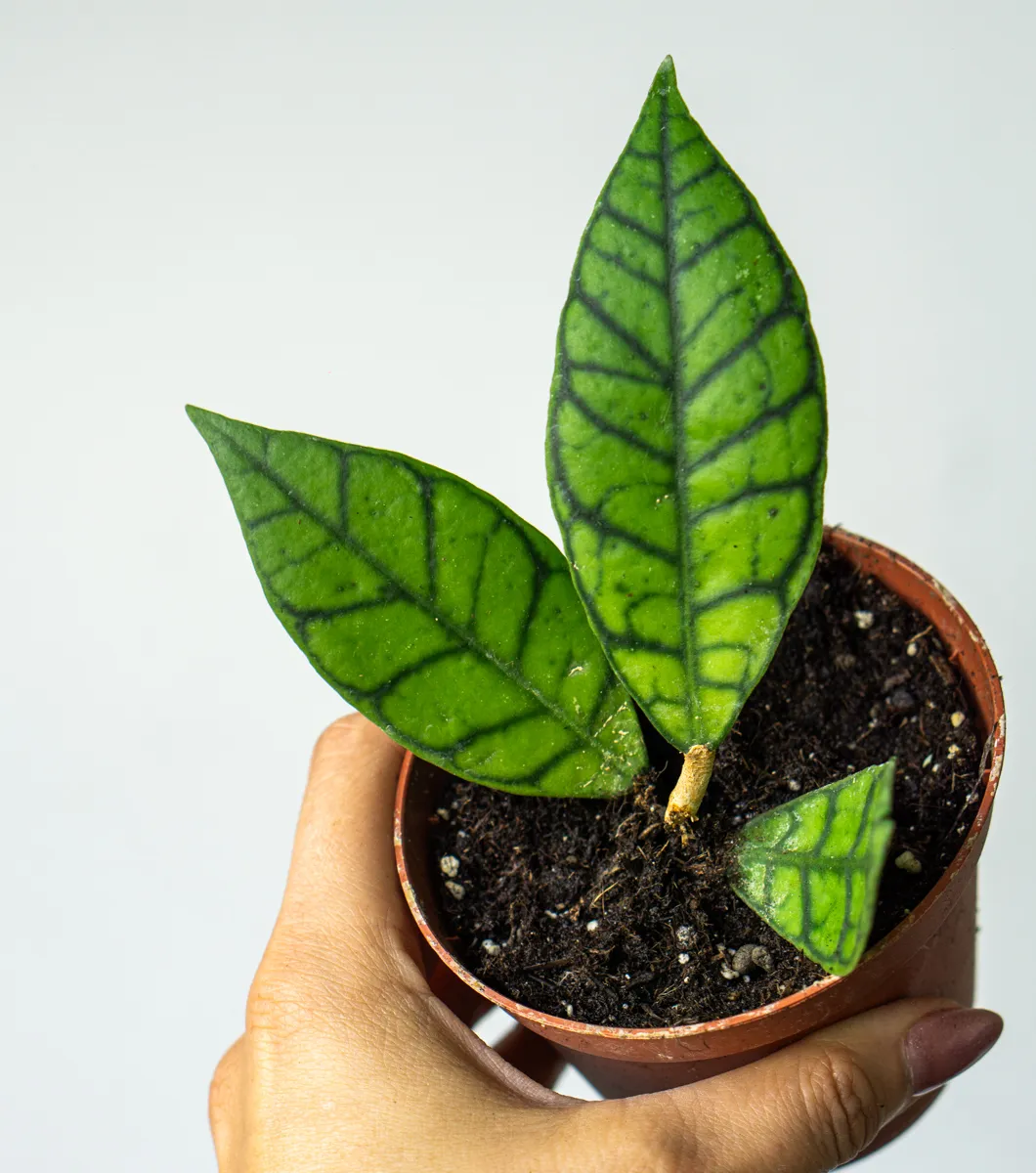 Baby Hoya Callistophylla / Star of Samoa
