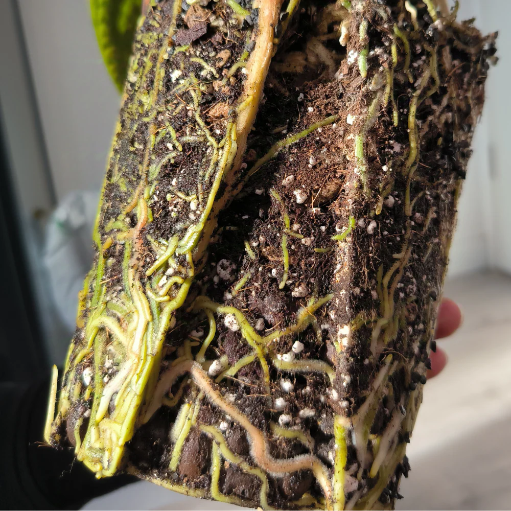 Priehľadný kvetináč pre Aroidy Plantscraper